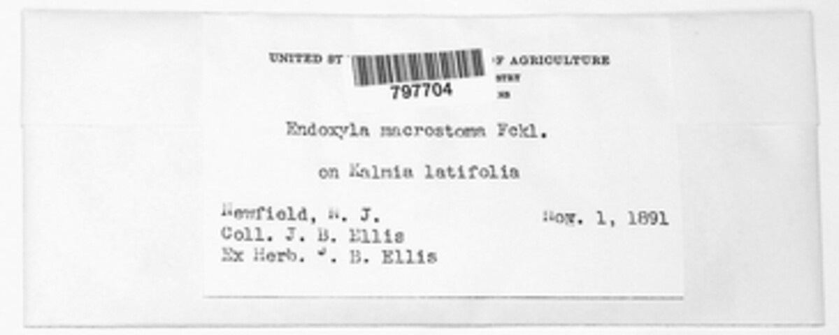 Endoxyla image